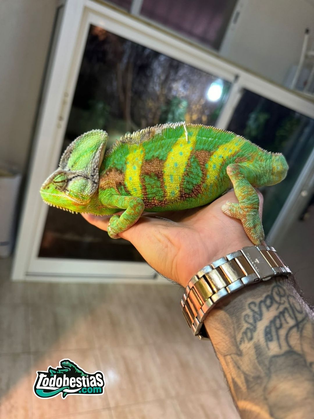 Chamaleo Calyptratus adultos reproductores - Imagen 2