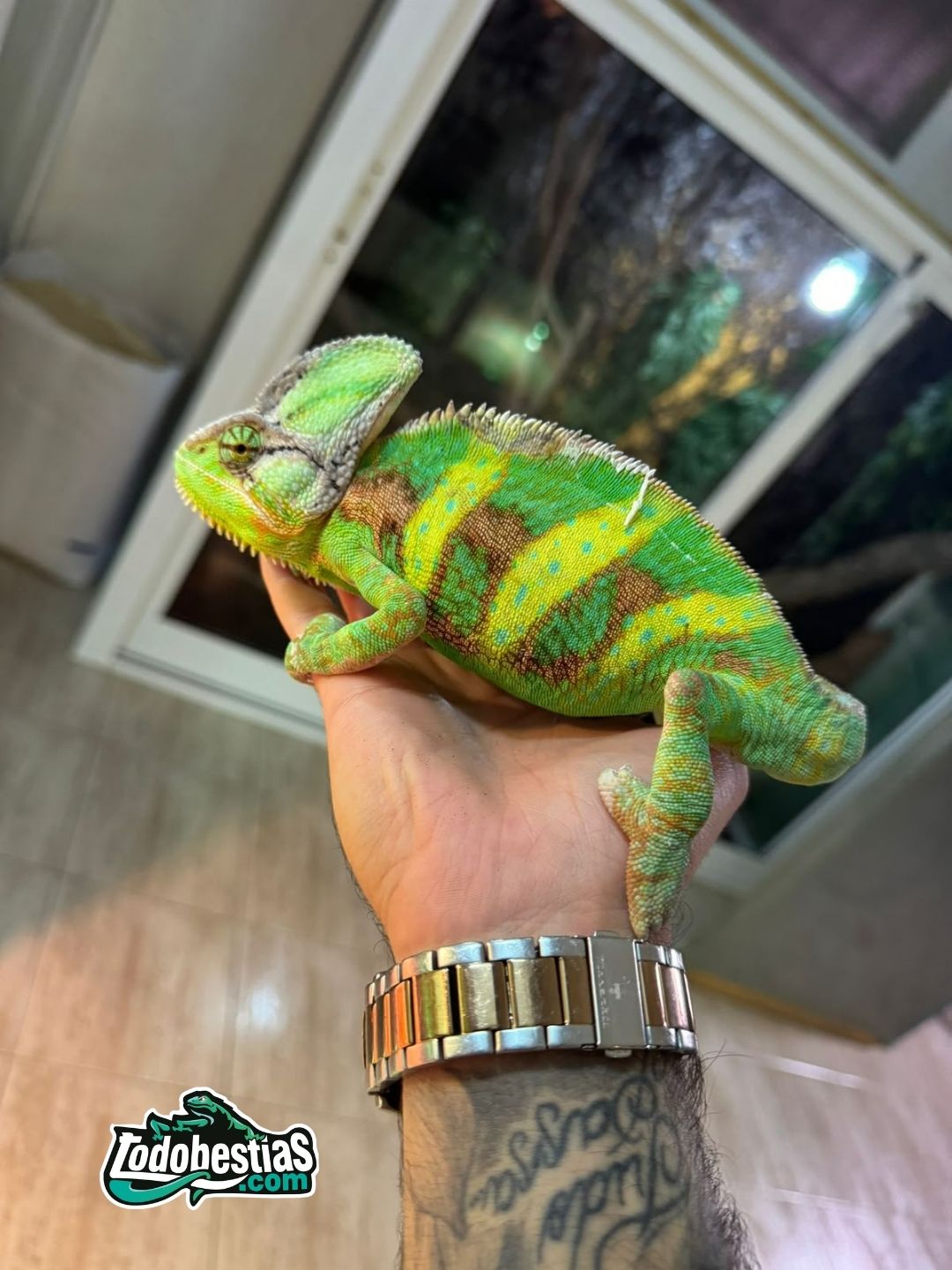 Chamaleo Calyptratus adultos reproductores