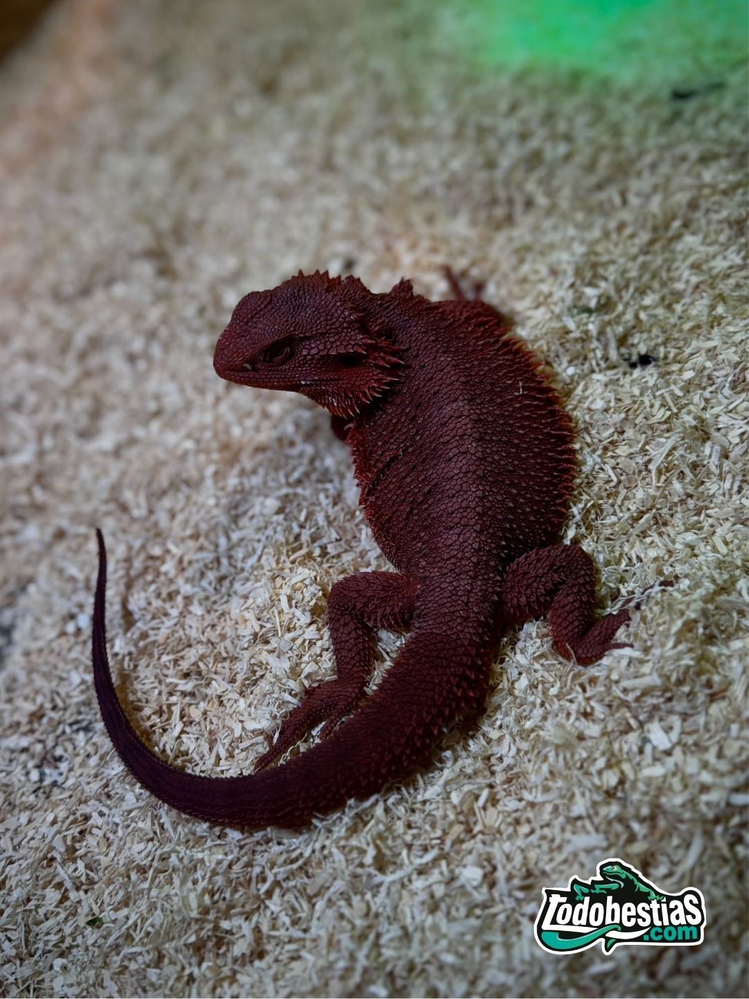 Pogona Vitticeps Red Monster subadulto Macho