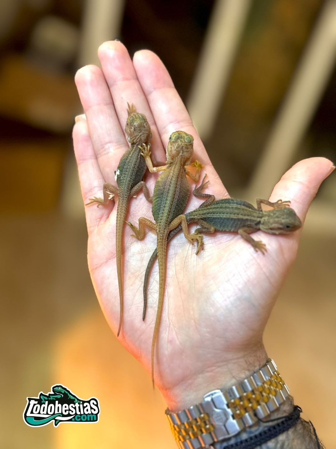 Pogonas Vitticeps Thunderbolt