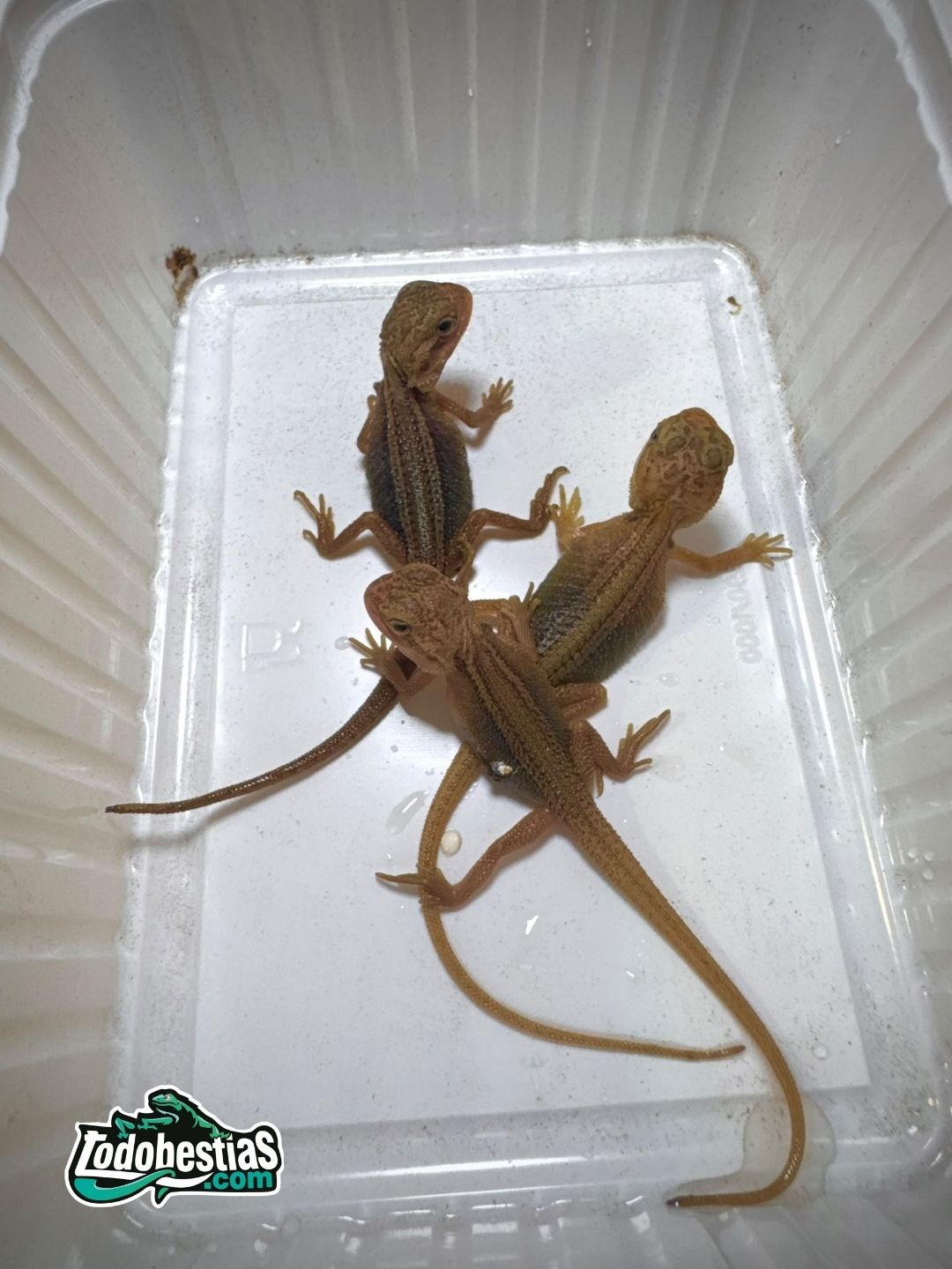Pogonas Vitticeps Thunderbolt - Imagen 2