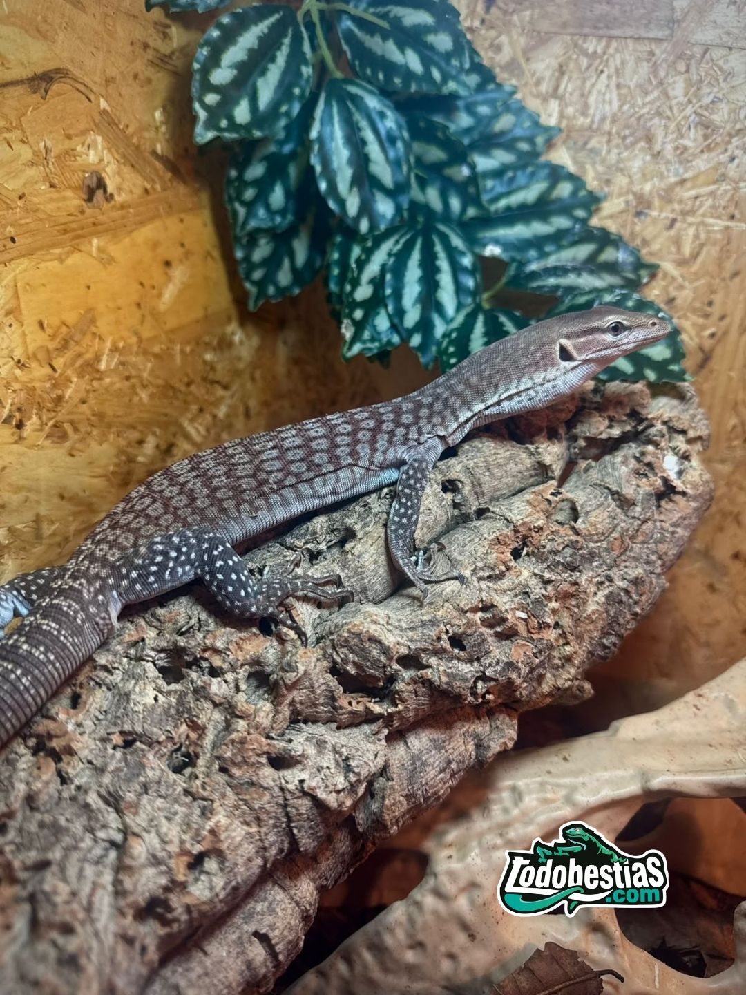 Varano Tristis Orientalis medianos