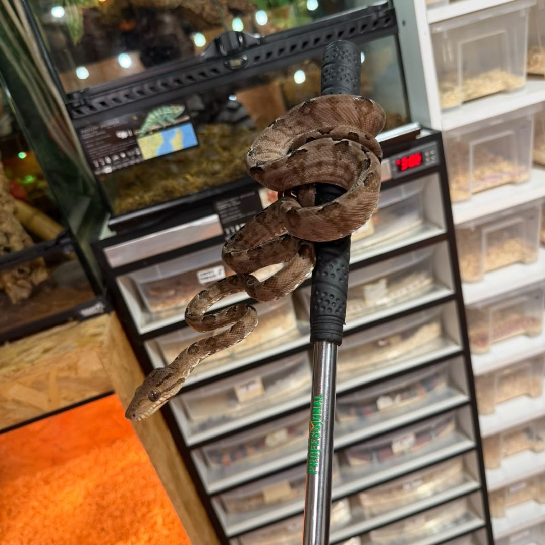 Corallus hortulanus (Boa amazónica arborícola)