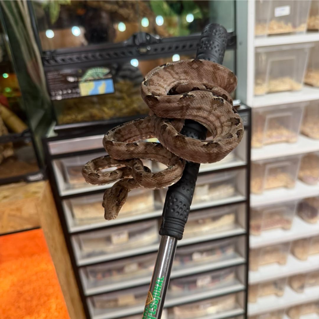 Corallus hortulanus (Boa amazónica arborícola) - Imagen 2