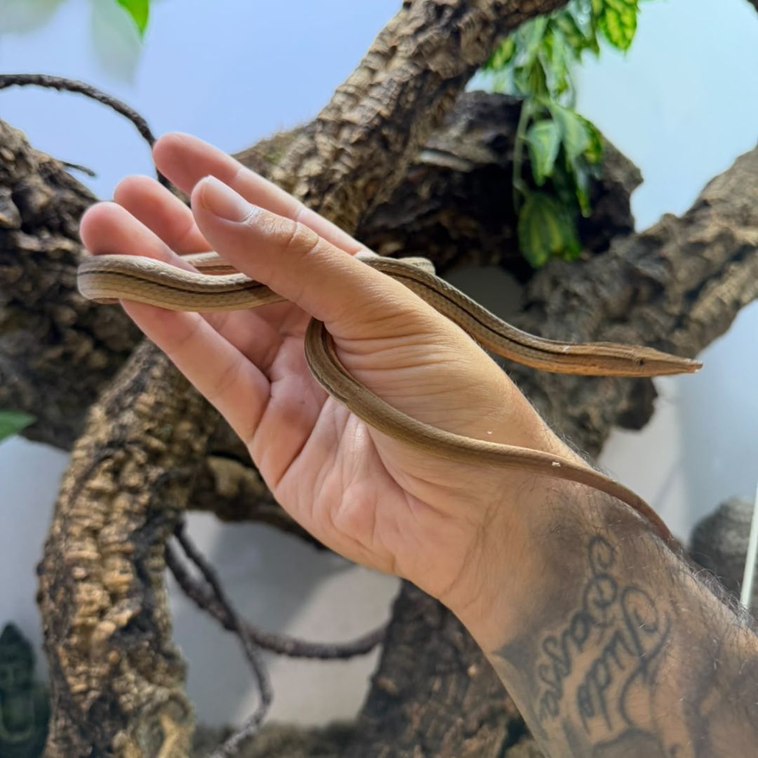 Lialis burtonis (Lagarto sin patas)