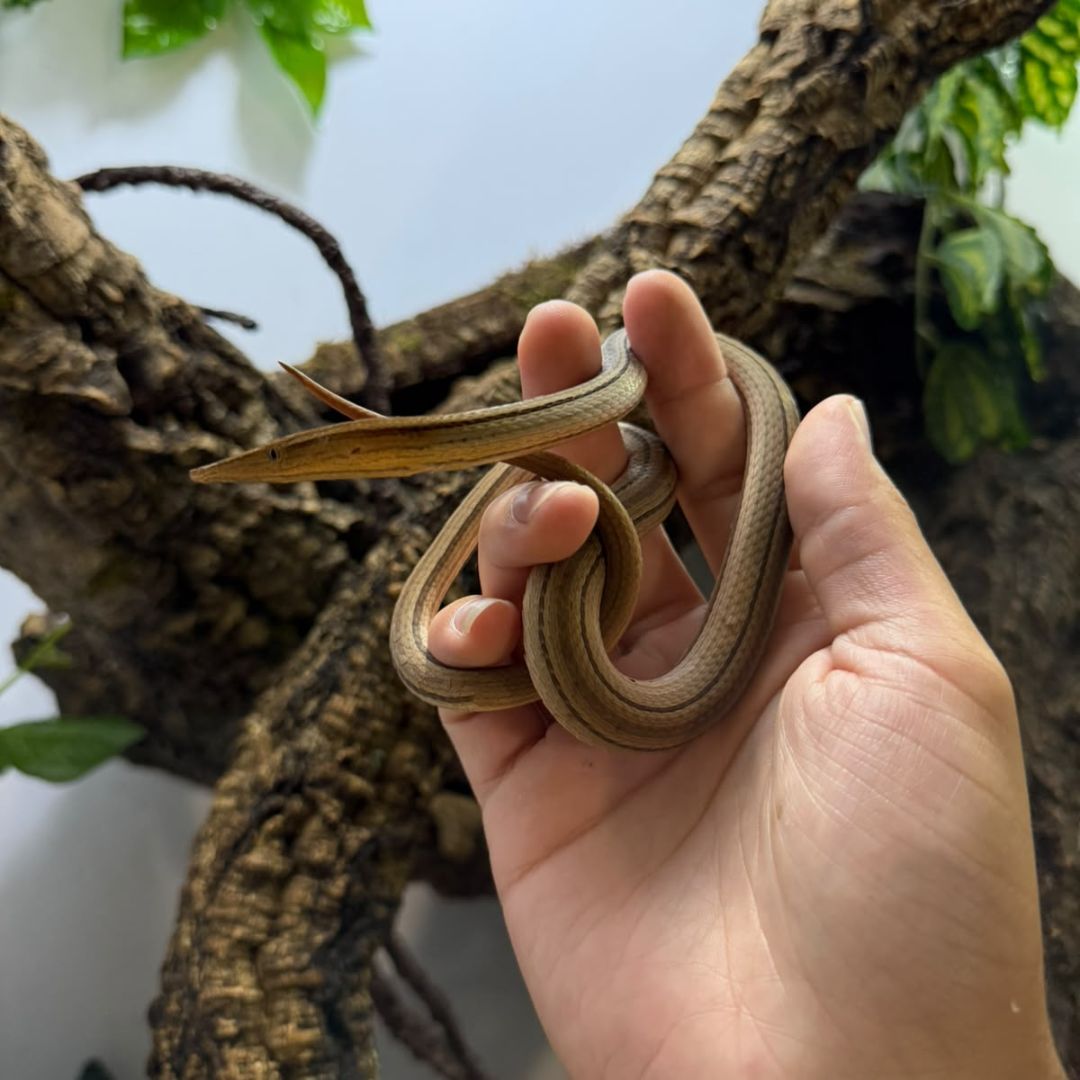 Lialis burtonis (Lagarto sin patas) - Imagen 3