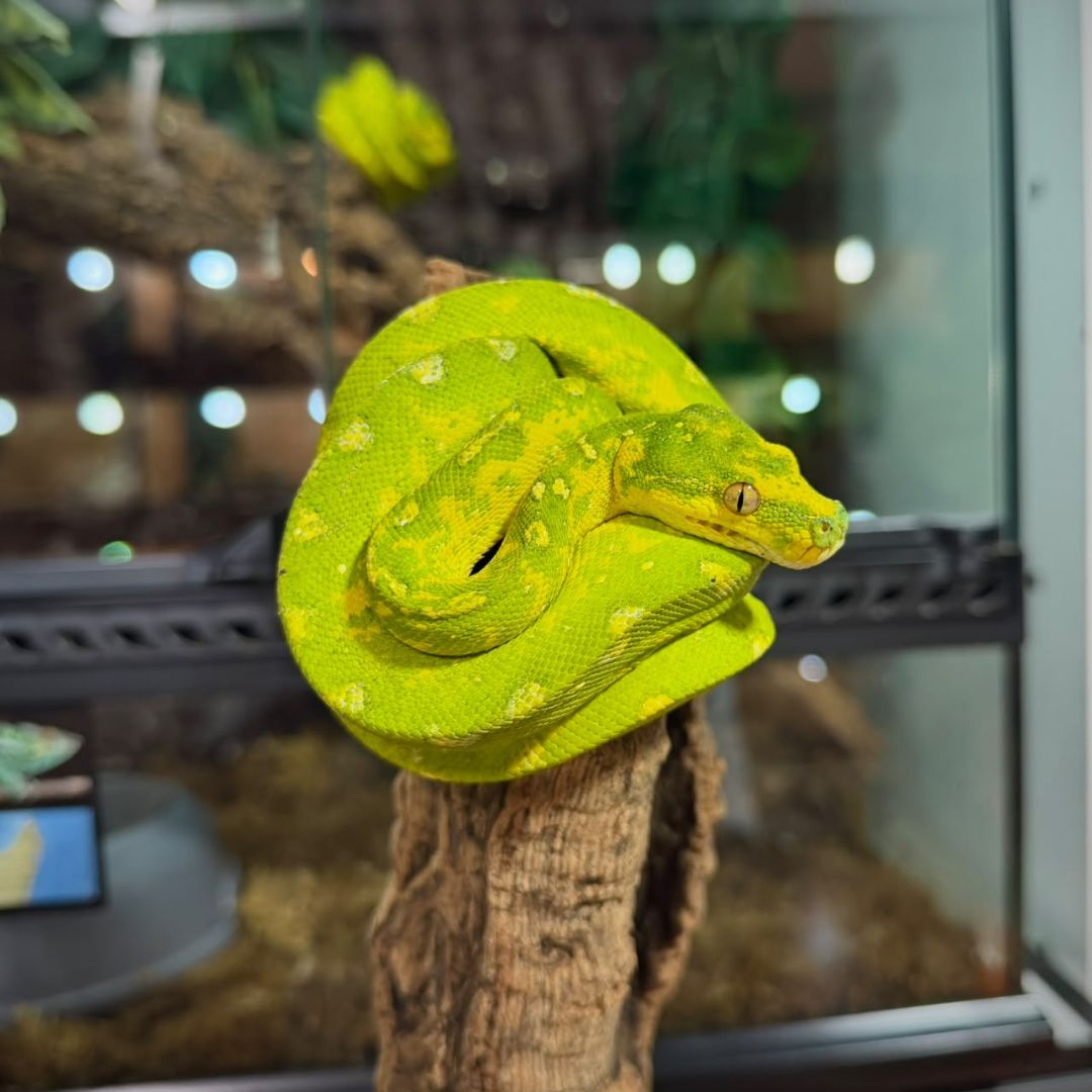 Morelia viridis Nº1 Macho