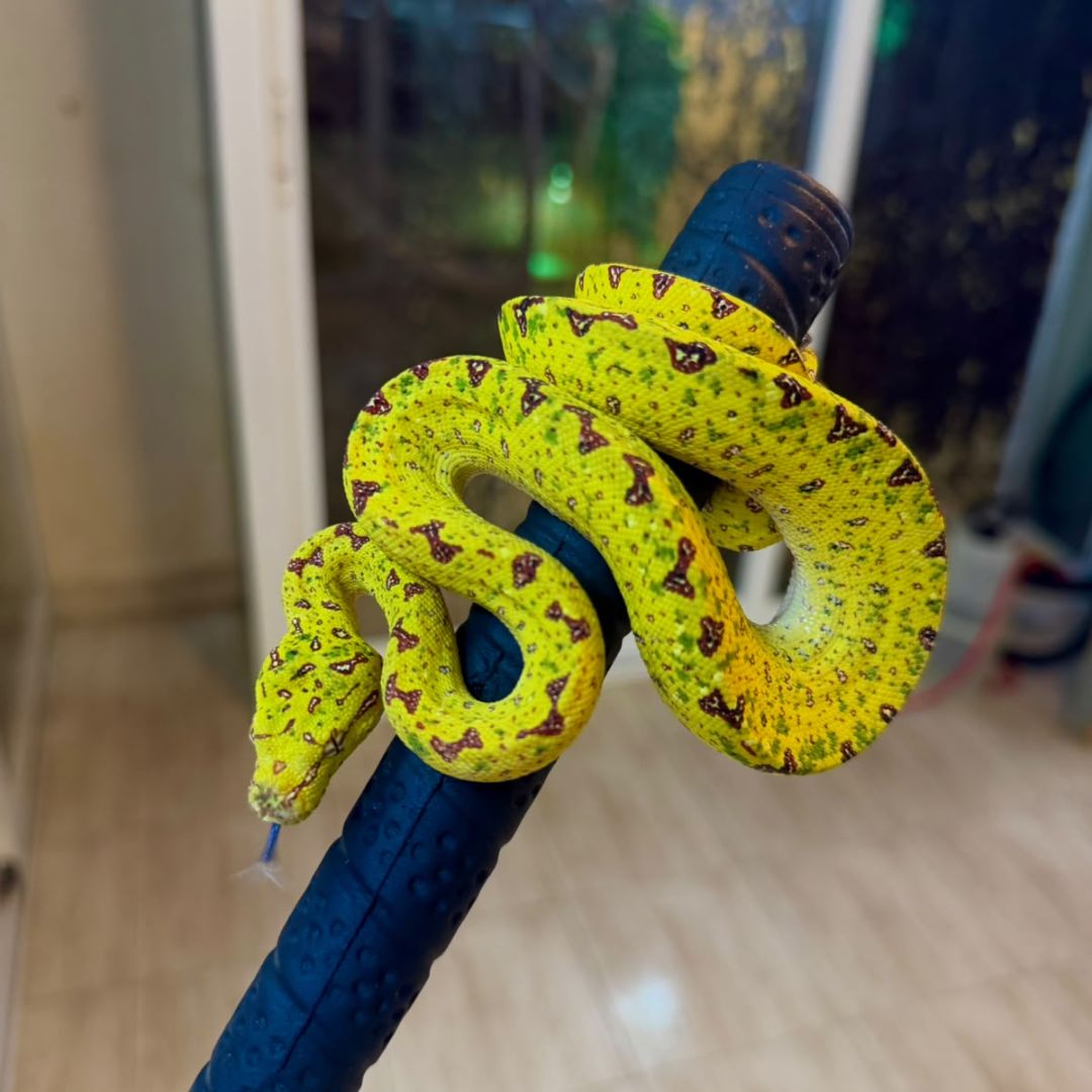 Morelia viridis Nº3 Macho