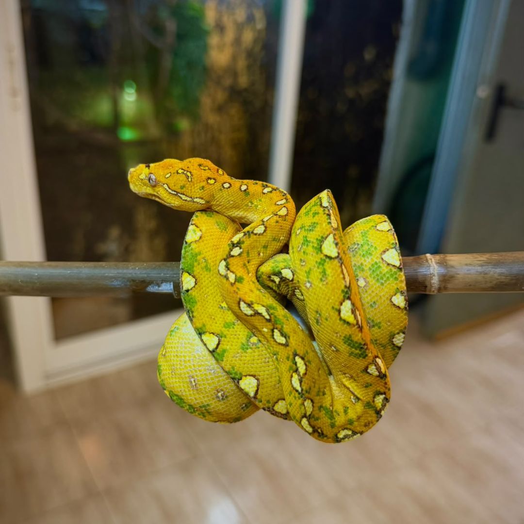 Morelia viridis Nº2 Hembra