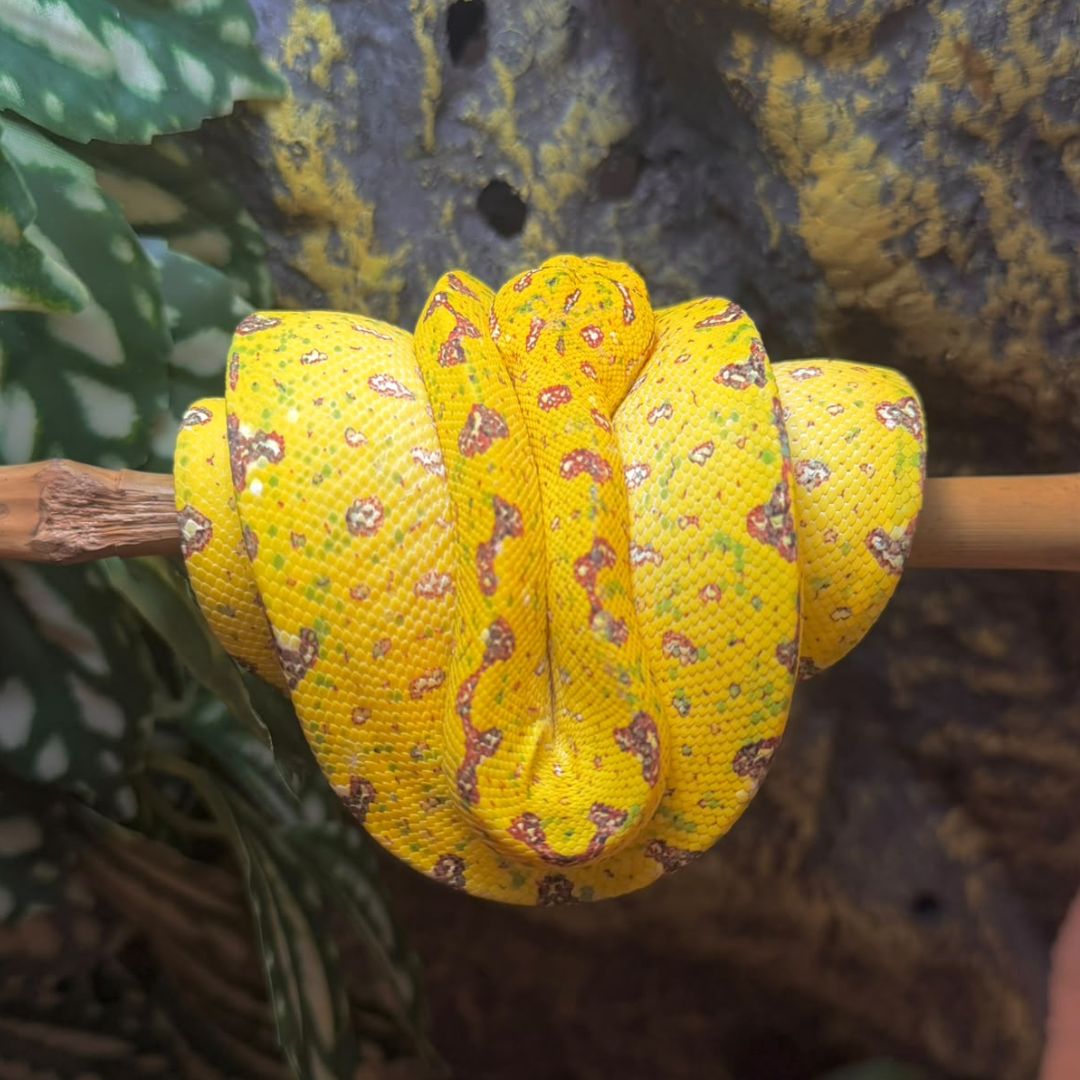 Morelia viridis Nº4 Hembra