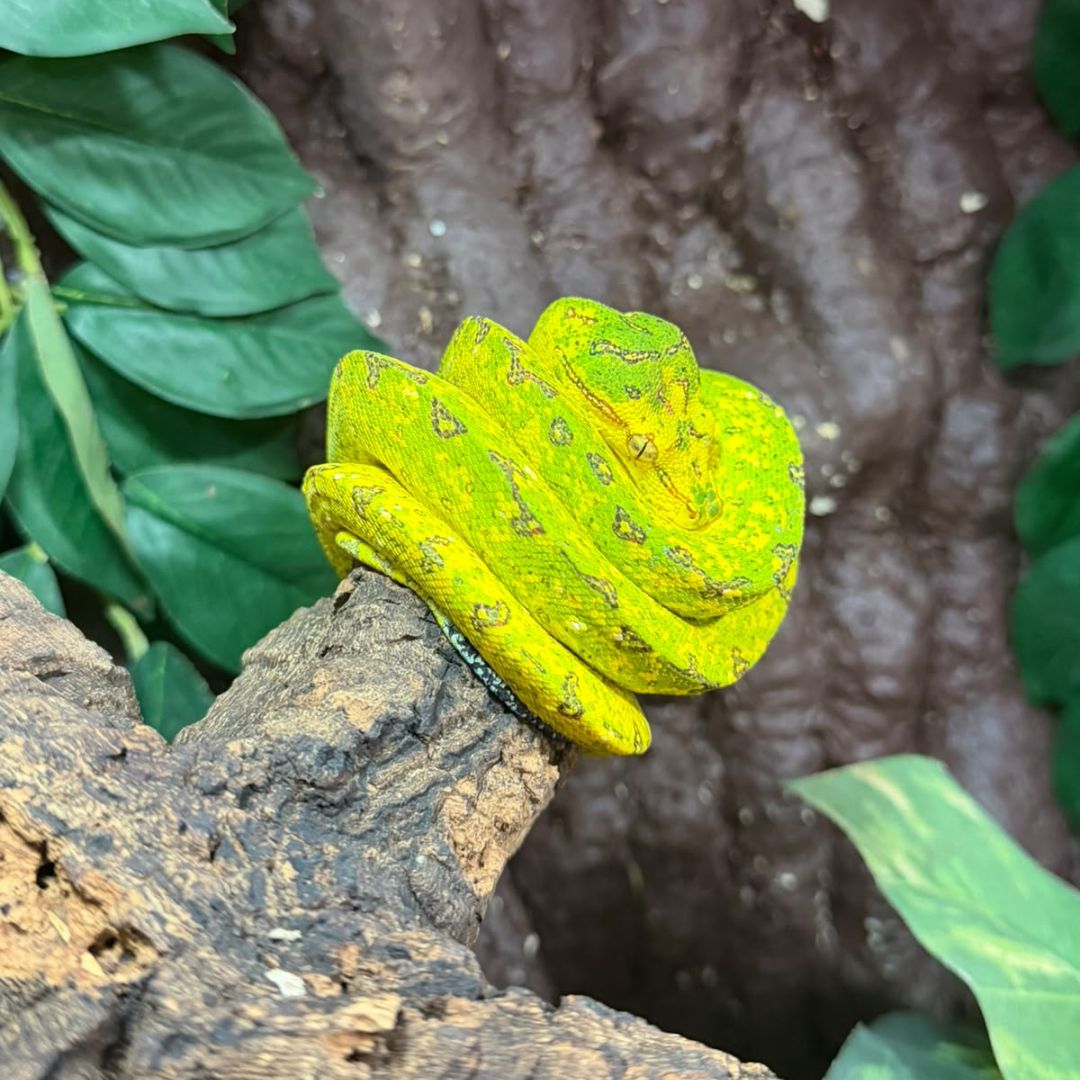 Morelia viridis Nº5 Macho