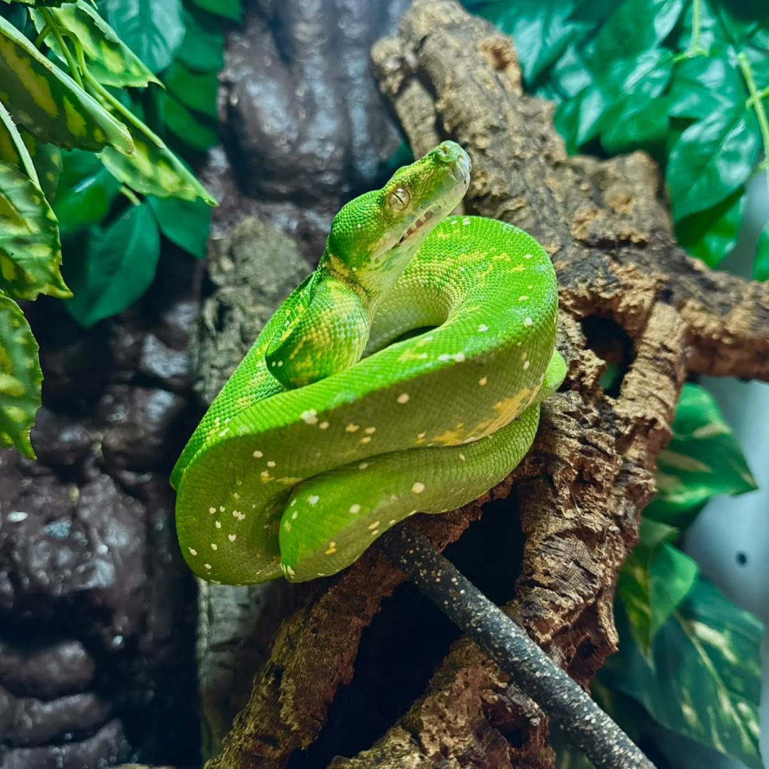 Morelia viridis Nº6 Hembra