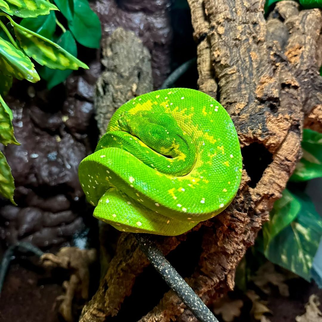 Morelia viridis Nº6 Hembra - Imagen 2
