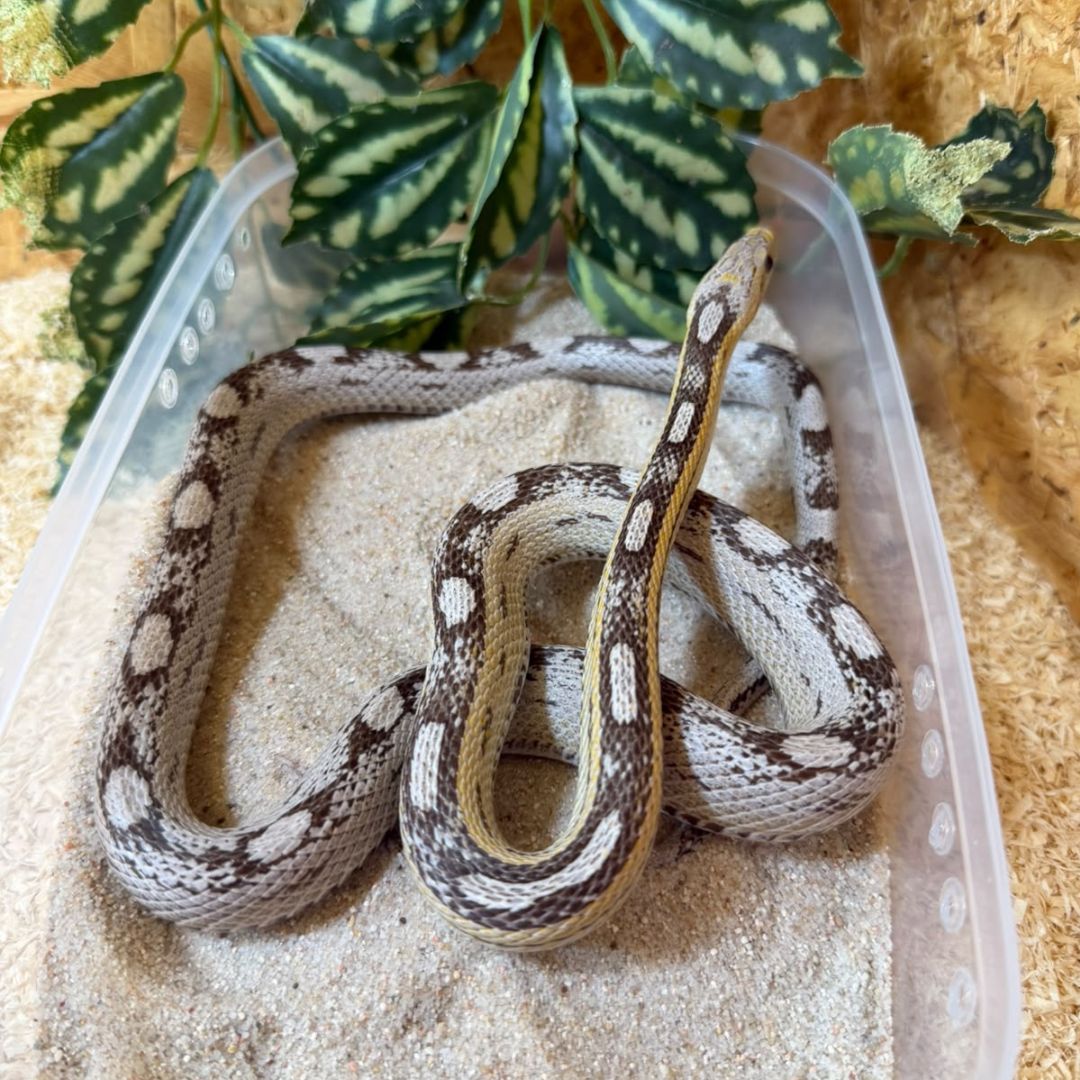 Serpiente del maíz Anery Motley subadulta
