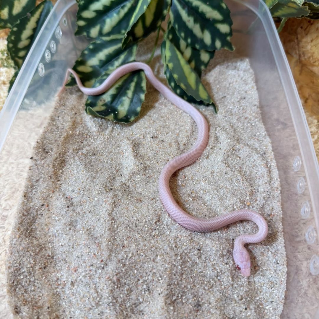 Serpiente del maíz Fase Blizzard
