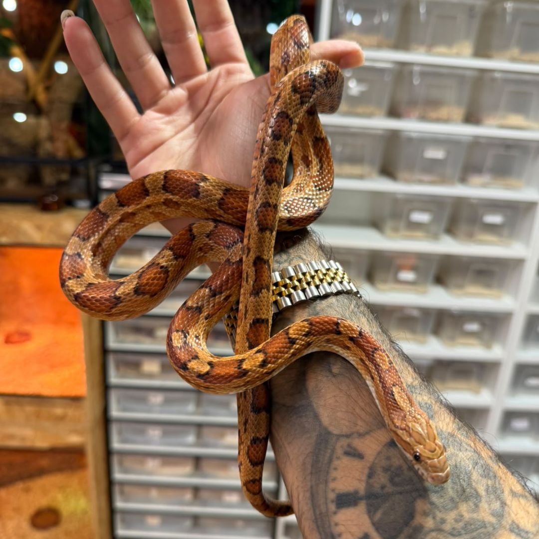 Serpiente del maíz Het Scaleless subadulta