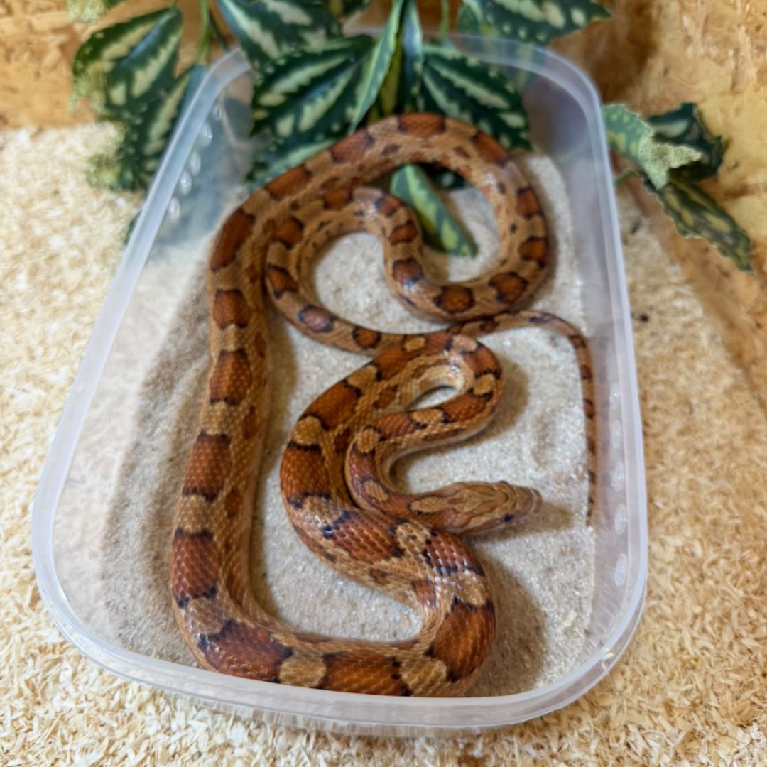 Serpiente del maíz Het Scaleless subadulta - Imagen 2