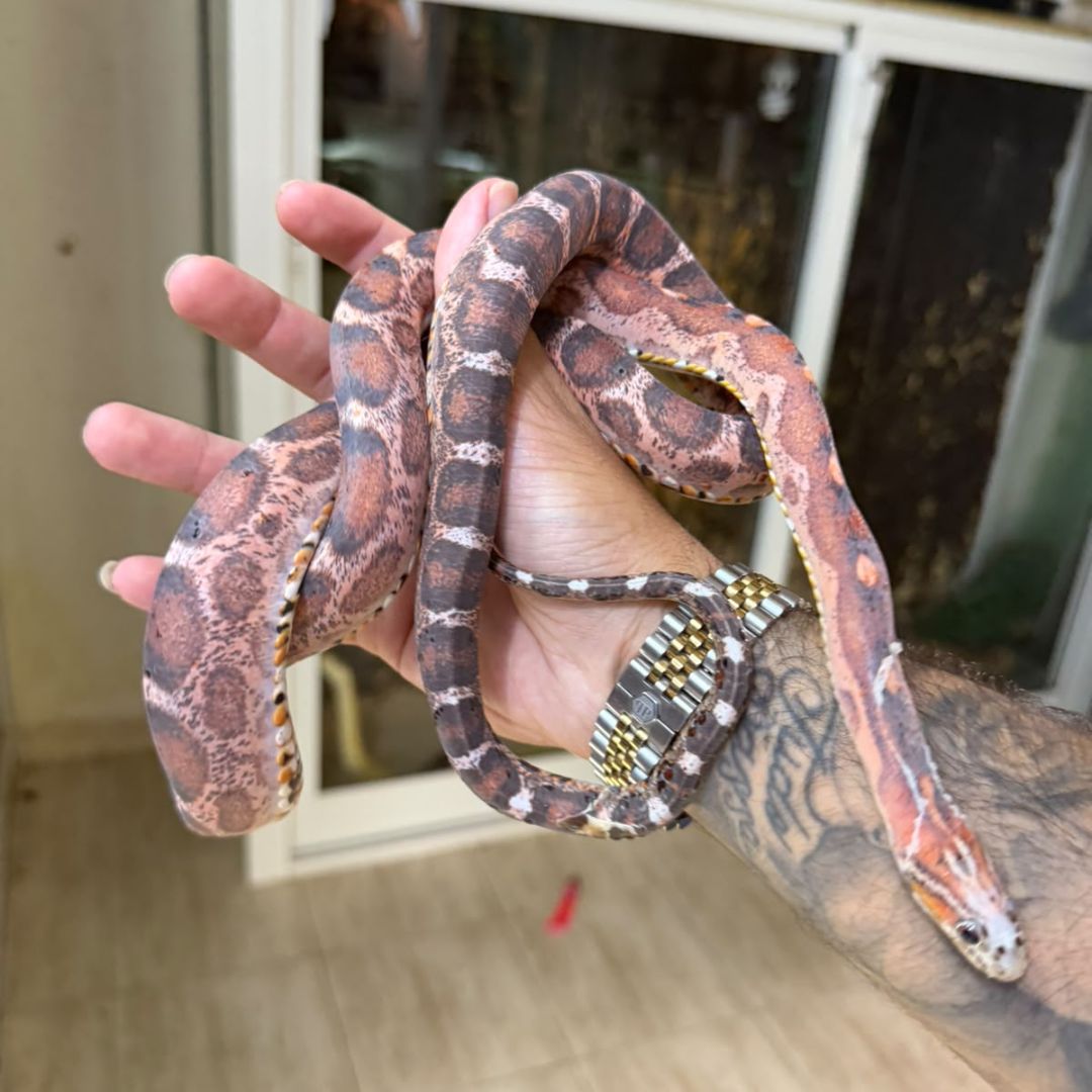 Serpiente del maíz Scaleless adulta