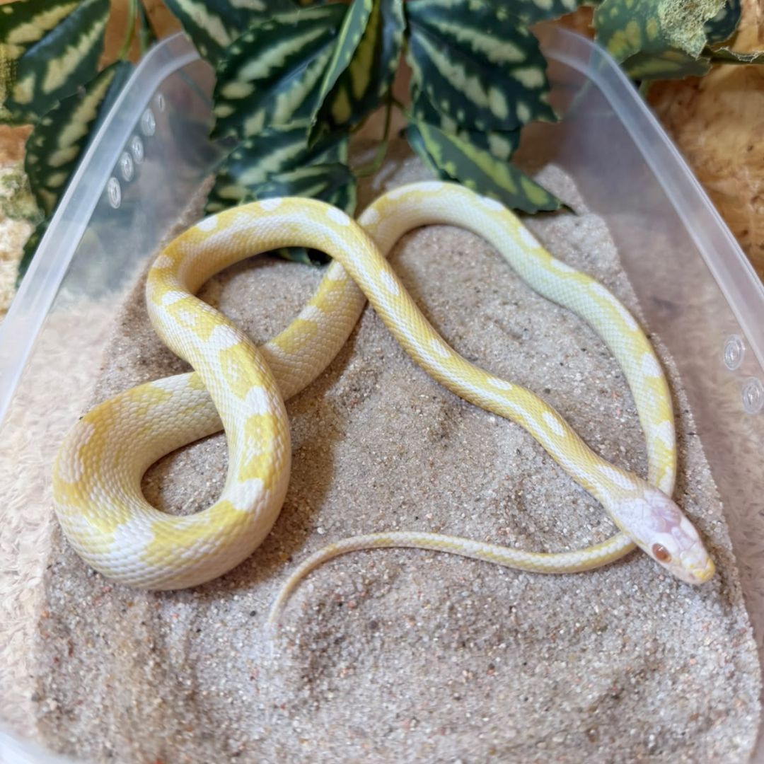 Serpiente del maíz Subadulta creamscicle