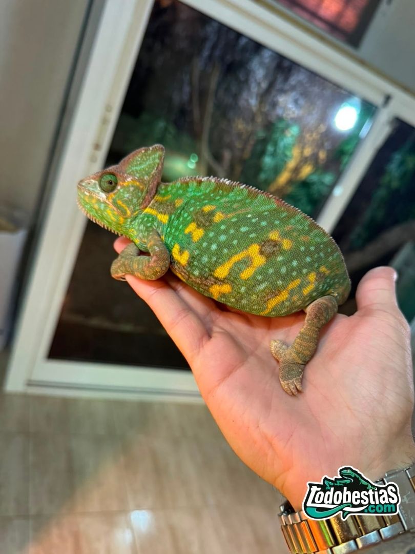 Chamaeleo calyptratus – Hembras adultas