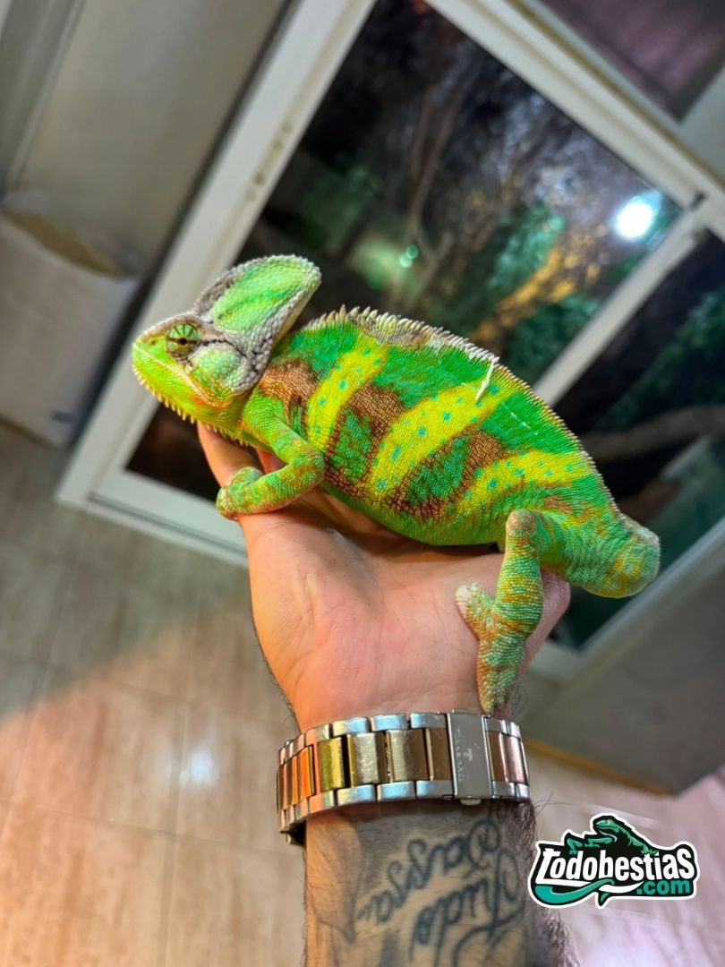 Chamaeleo calyptratus – Macho adulto - Imagen 2