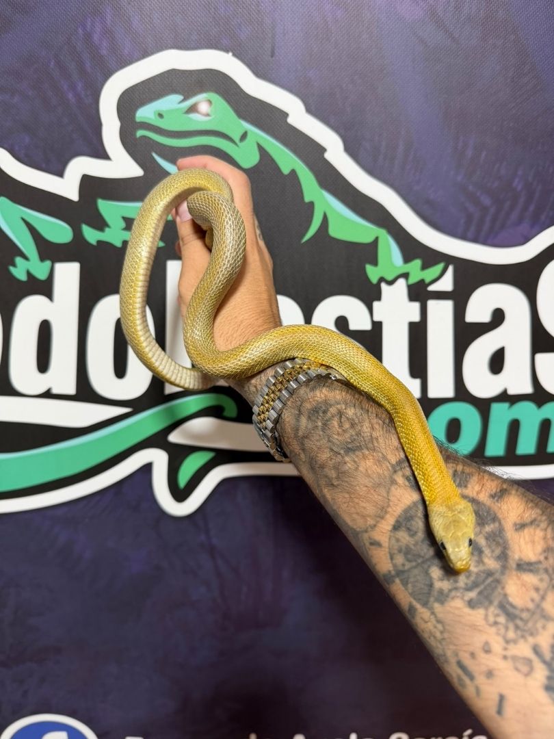 Serpiente del maíz Caramel Striped Het Scaleless Hembra adulta reproductora