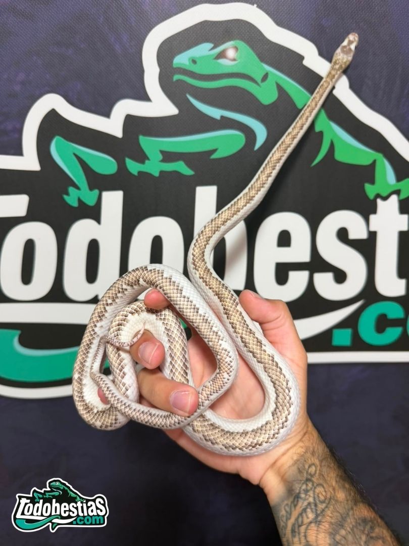 Pantherophis obsoleta Licorice – Mediana