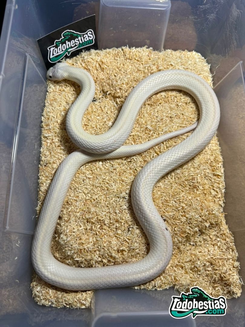 Pantherophis obsoleta leucística – Adultas reproductoras