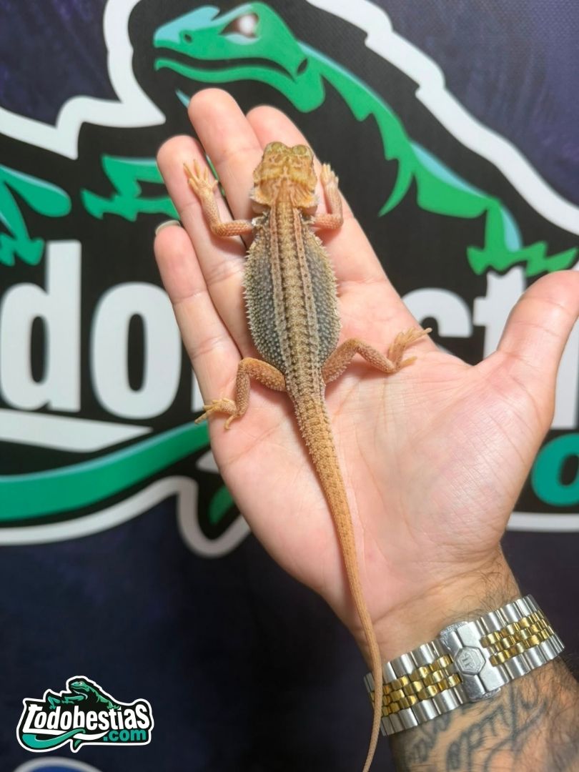 Pogona vitticeps – Fase Thunderbolt