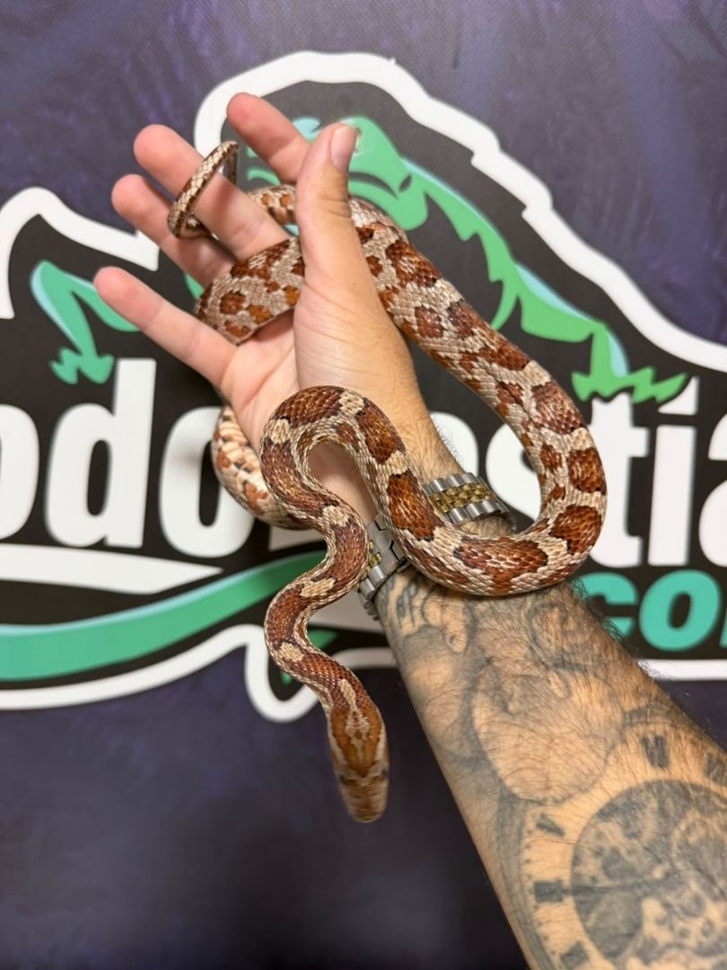 Serpiente del maíz Clasicc Het Scaleless tessera, Hembra adulta reproductora