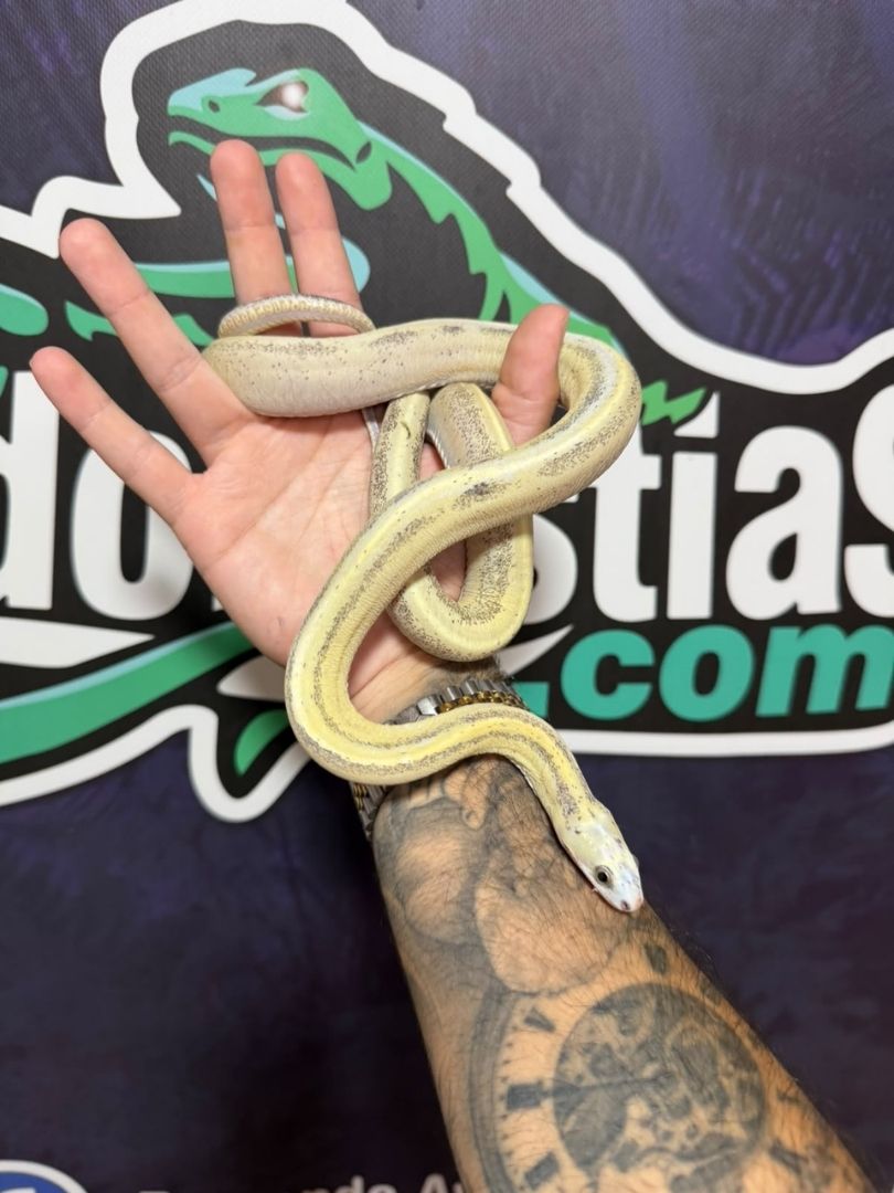 Serpiente del maíz Scaleless Caramel Striped, Hembra adulta reproductora