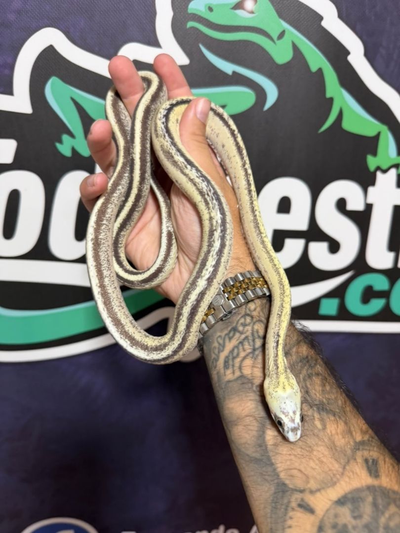 Serpiente del maíz Scaleless Caramel Striped Hembra adulta reproductora
