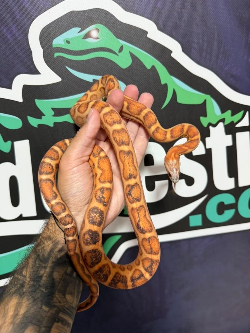 Serpiente del maíz, Scaleless Het Snow Motley, Macho adulto reproductor - Imagen 2