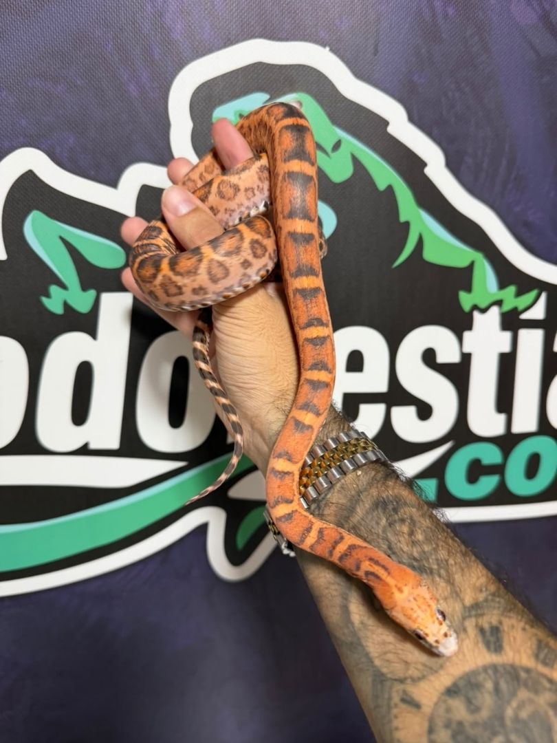 Serpiente del maíz, Scaleless Het Snow Motley, Macho adulto reproductor