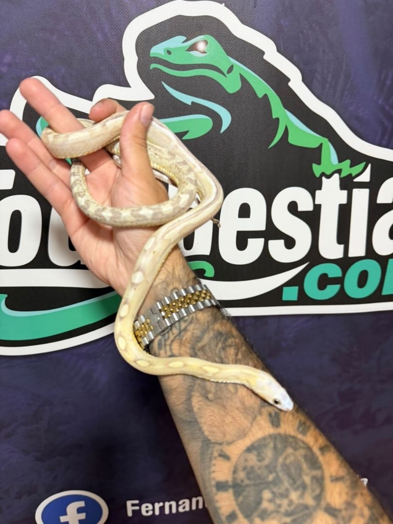 Serpiente del maíz Scaleless caramel Motley Striped Macho adulto reproductor