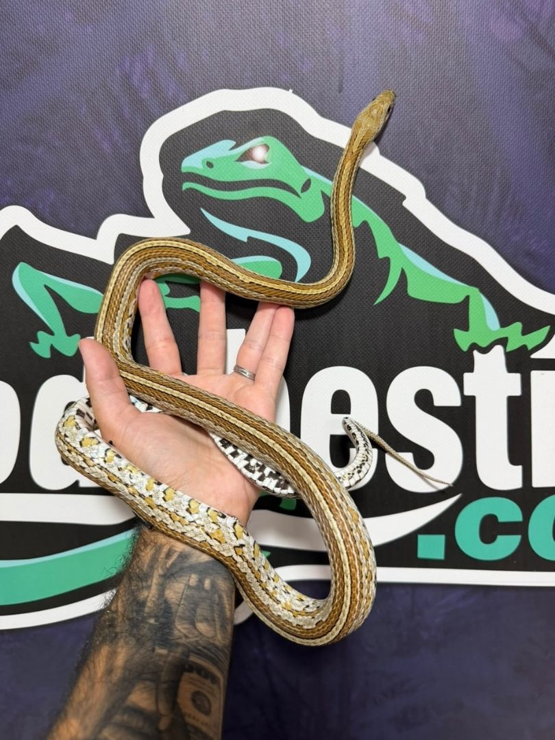 Serpiente del maíz, Caramel Tessera Het Scaleless Macho adulto