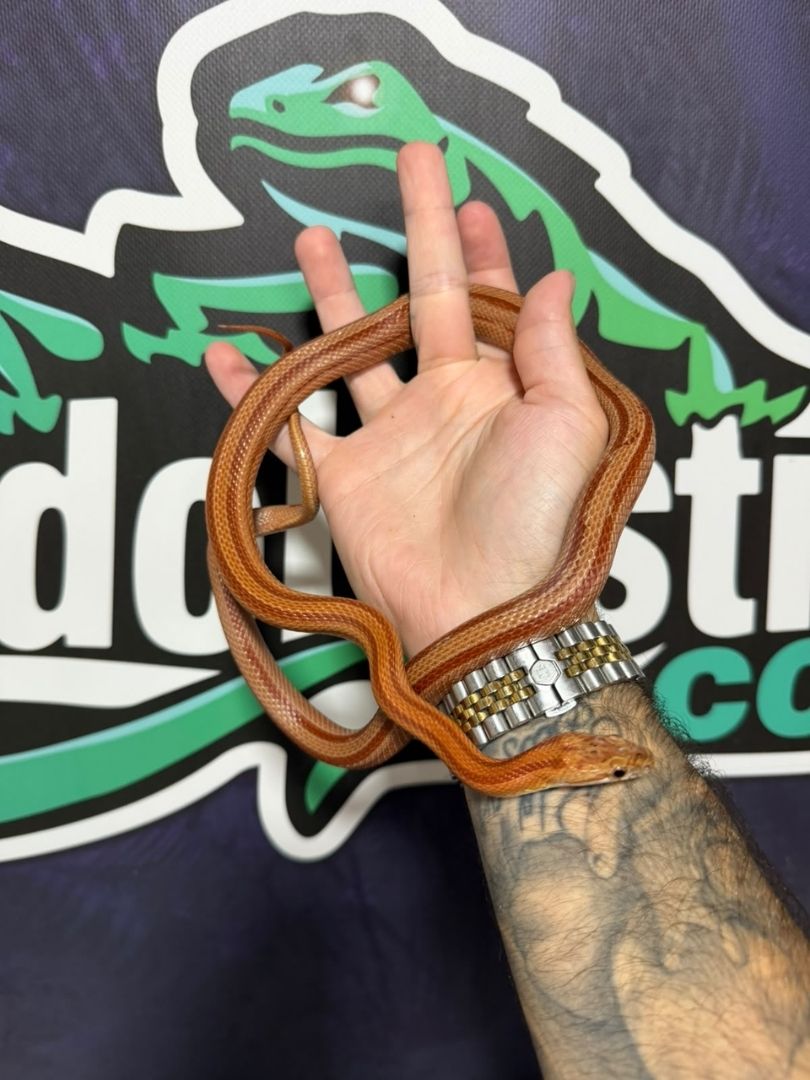 Serpiente del maíz, Striped Het Scaleless palmeto Macho adulto reproductor