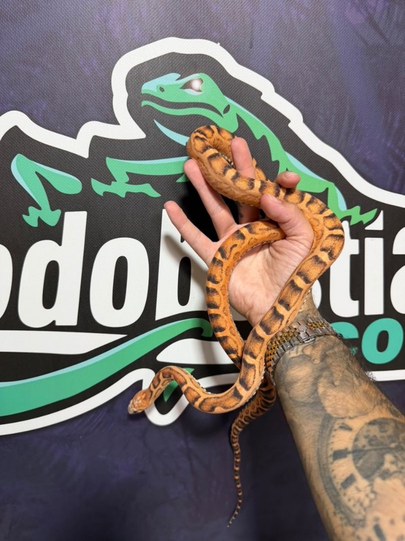 Serpiente del maíz Sunkised Scaleless Het Striped, Hembra adulta reproductora