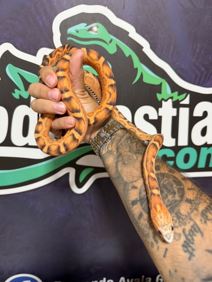 Serpiente del maíz Sunkised Scaleless Het Striped, Hembra adulta reproductora - Imagen 2