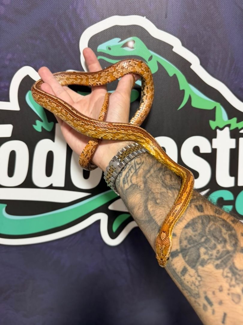 Serpiente del maíz Tessera Het Scaleless, Hembra adulta reproductora