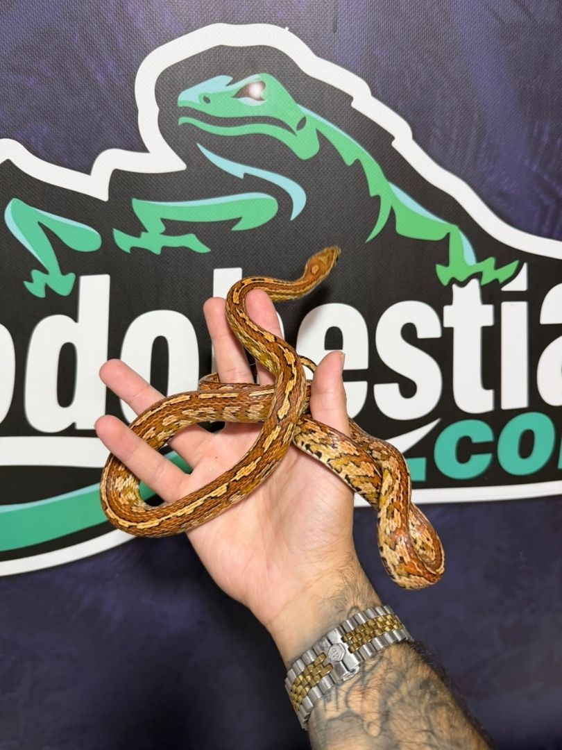 Serpiente del maíz Tessera Het Scaleless, Hembra adulta reproductora