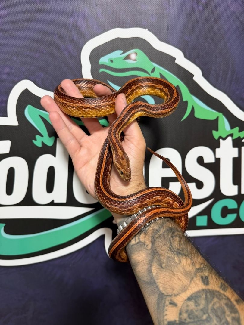 Serpiente del maíz Tessera Het Scaleless Hembra adulta reproductora