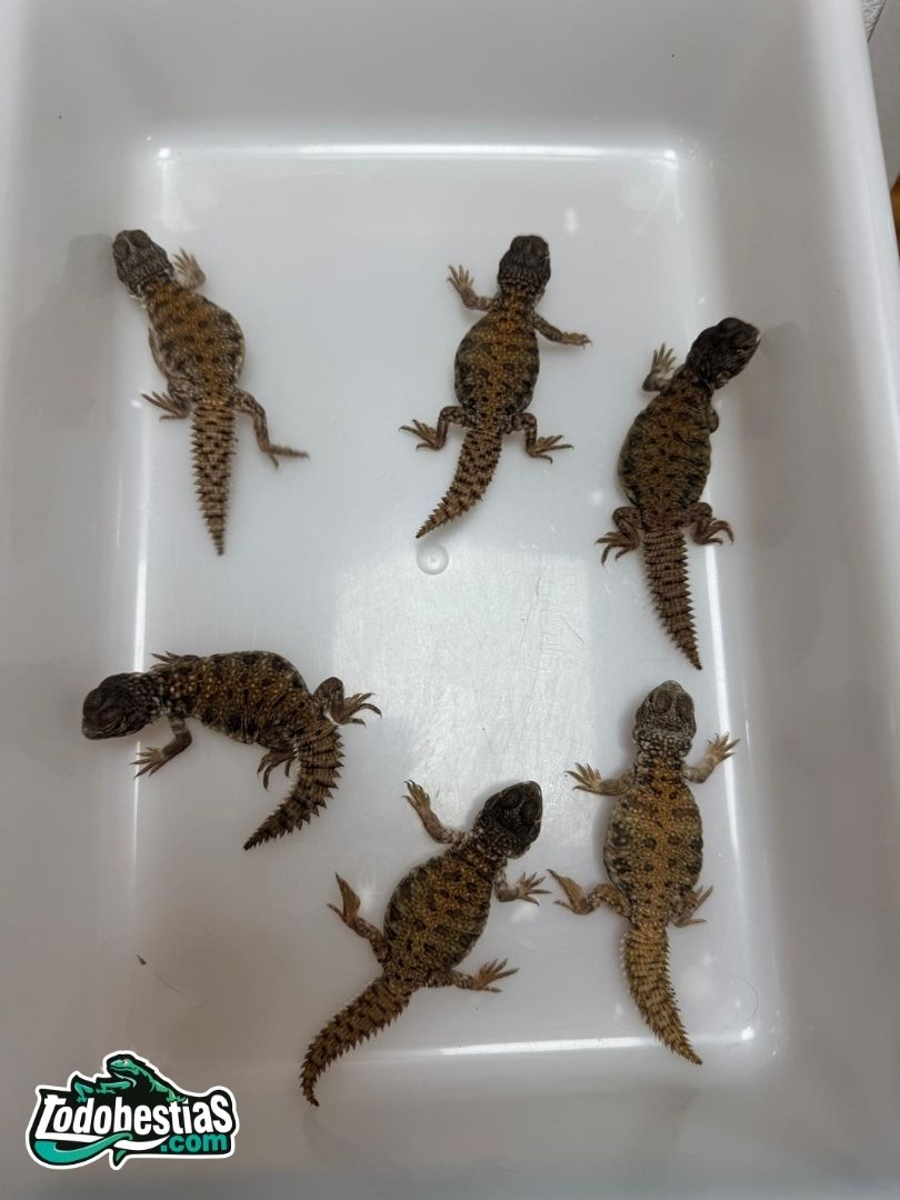 Uromastyx nigriventis