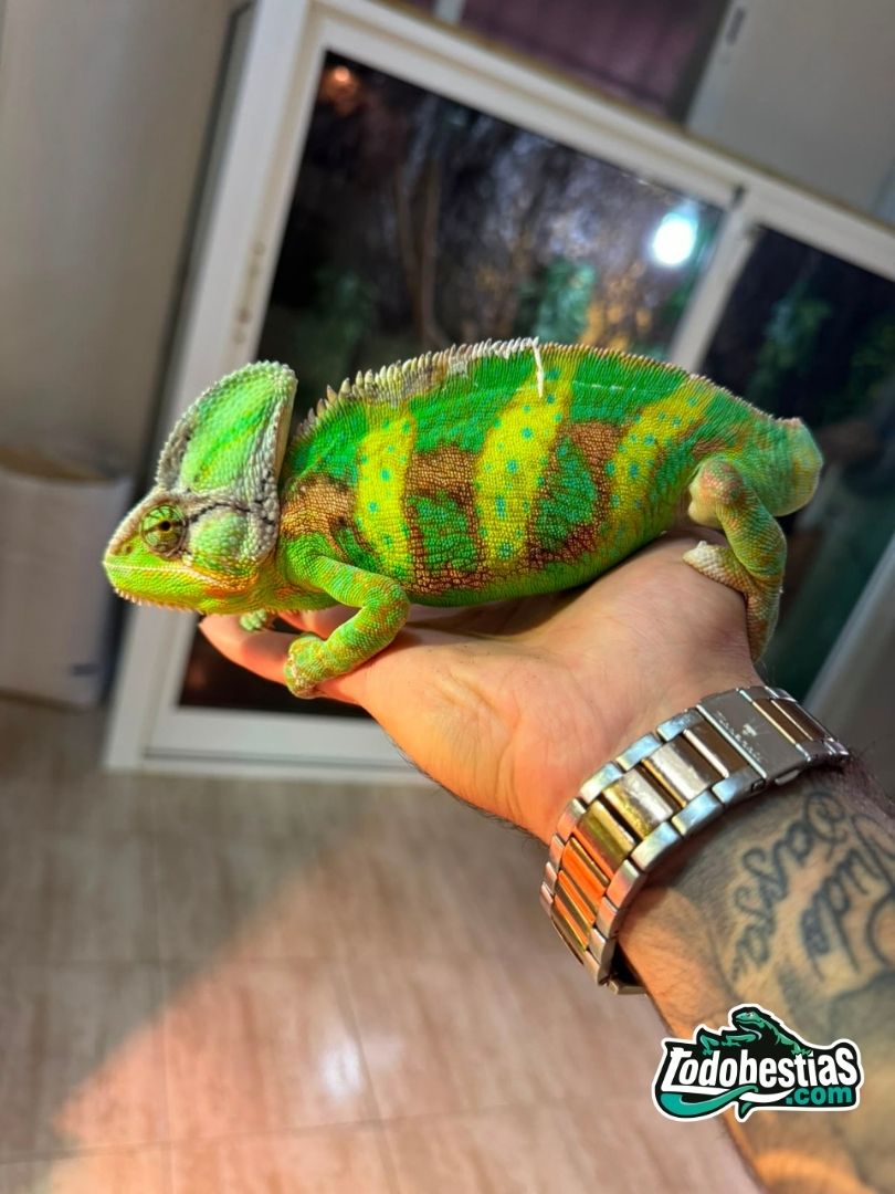 Chamaeleo calyptratus – Macho adulto