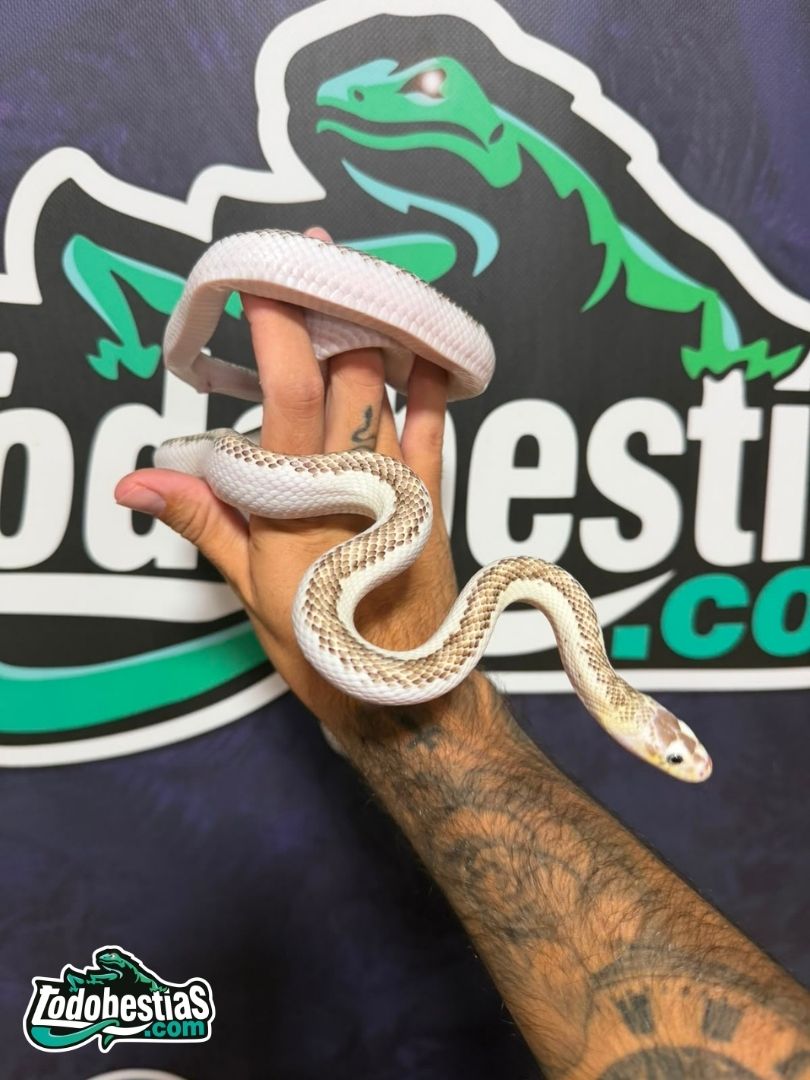 Pantherophis obsoleta Licorice – Mediana - Imagen 2