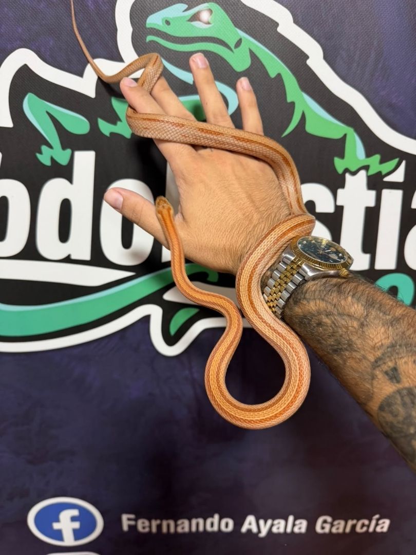 Serpiente del maíz Striped Het Scaleless palmeto Hembra adulta reproductora