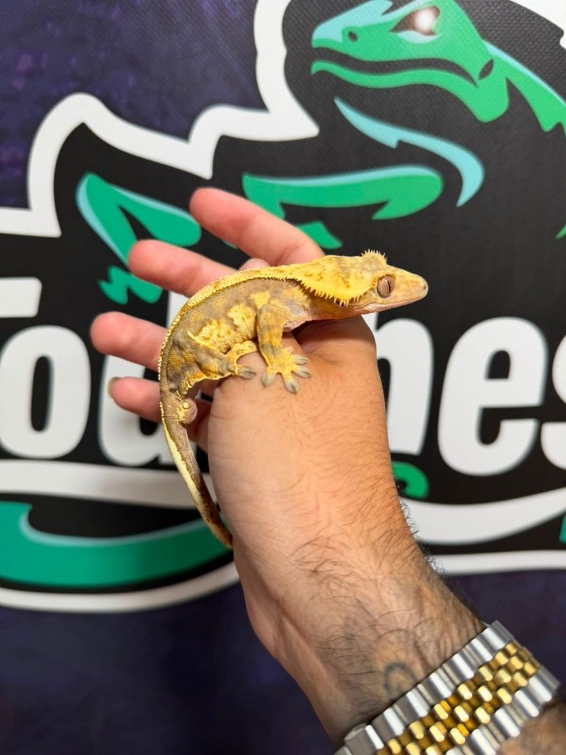 Correlophus ciliatus – Adultos - Imagen 5