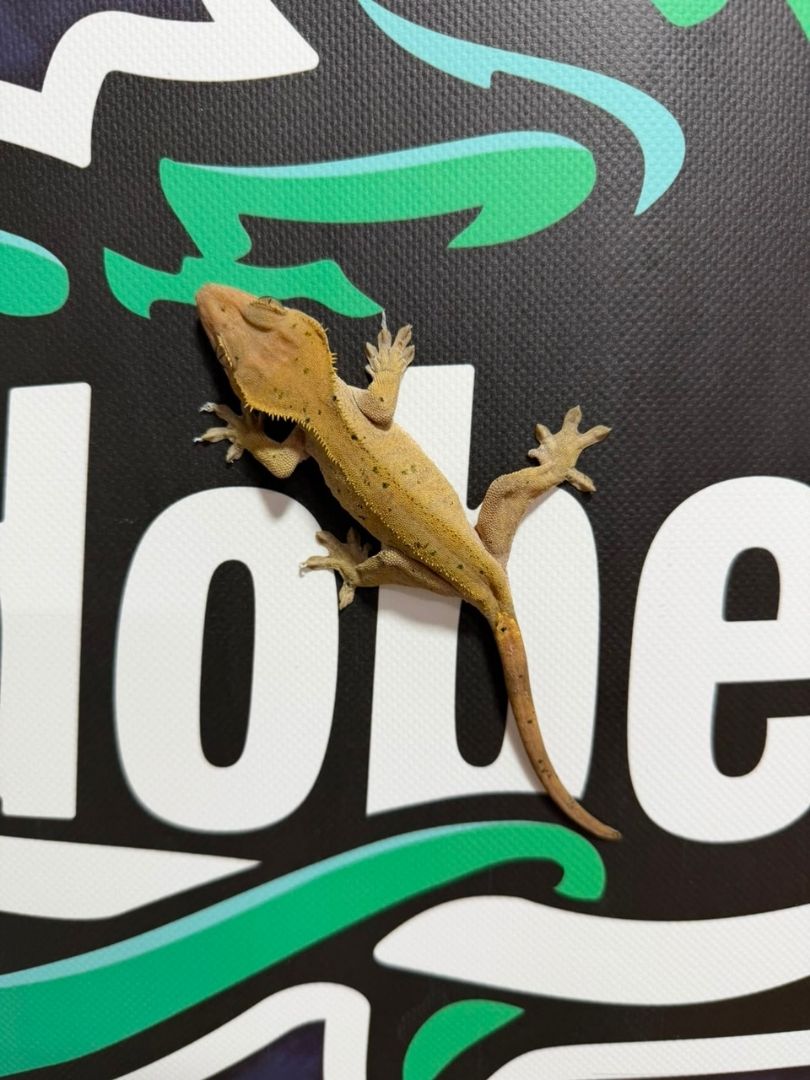 Correlophus ciliatus – Adultos - Imagen 3