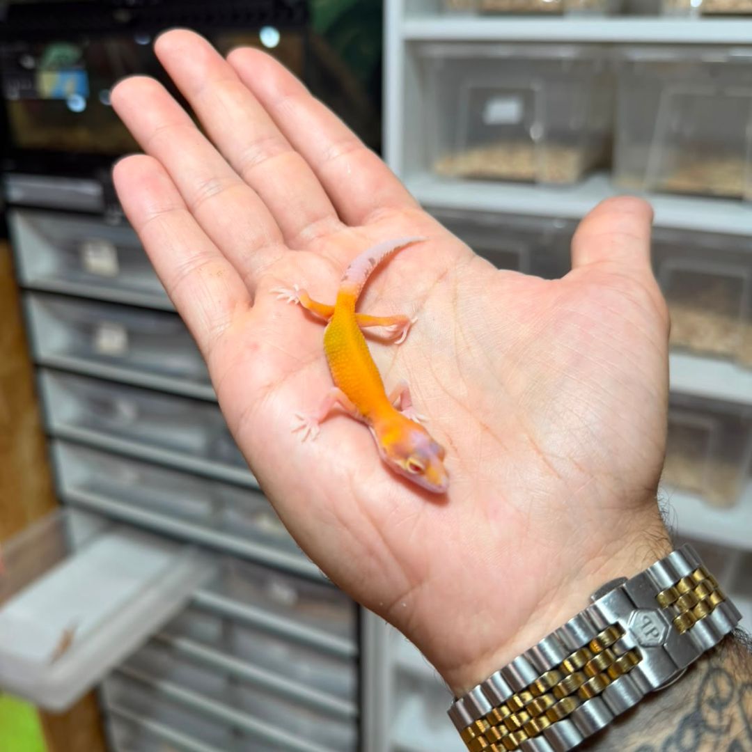 Eublepharis macularius baby – Múltiples fases disponibles - Imagen 3