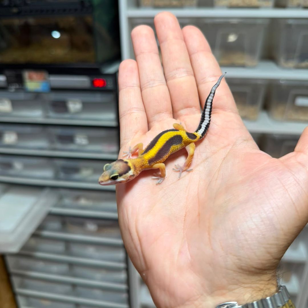 Eublepharis macularius baby – Múltiples fases disponibles - Imagen 5